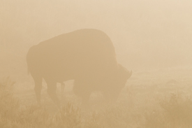 bison